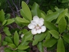 MAGNOLIA SWEETBAY MAGNOLIA-Magnolia virginiana-Creamy White Fragrant Bloom Zone 5