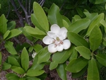 MAGNOLIA SWEETBAY MAGNOLIA-Magnolia virginiana-Creamy White Fragrant Bloom Zone 5