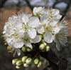 PLUM MEXICAN PLUM-Prunus mexicana-FRAGRANT WHITE BLOOMS PURPLE RED FRUIT Z 6