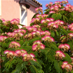 Mimosa Tree- Albizia julibrissin -Pom-Pom Pink Silky Thread-like Flowers ZONE 6