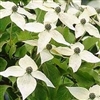 DOGWOOD KOUSA WHITE FLOWERING DOGWOOD-Cornus kousa chinensis-White Blooms Red Berries  Zone: 5