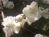 Double White Early Flowering Peach Prunus persica Snow White Dbl Bloom Zone 6