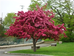 PRAIRIFIRE CRABAPPLE-Malus "Prairifire"  Z 4