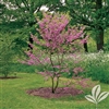 REDBUD TEXAS REDBUD-Cercis texensis-Showy Clusters of Soft Pink to Magenta Blooms Z  4