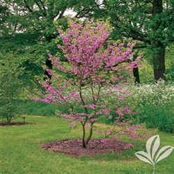 REDBUD TEXAS REDBUD-Cercis texensis-Showy Clusters of Soft Pink to Magenta Blooms Z  4