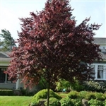 Thundercloud Purple Leaf Plum-Prunus cerasifera 'Thundercloud' Z 4