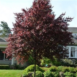 Thundercloud Purple Leaf Plum-Prunus cerasifera 'Thundercloud' Z 4