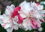 PEACH PEPPERMINT FLOWERING PEACH TREE-Prunus persica 'variegated' Zone 6 SEND US EMAIL TO RESERVE