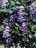 MOUNTAIN LAUREL TEXAS MOUNTAIN LAUREL-Sophora secundiflora-Fragrant large Bluish-Lavender flowers 3-7" long drooping clusters Z 7b