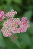 SPRIEA ANTHONY WATERER PINK BRIDAL'S WREATH PINK-LAVENDER BLOOMS Flowering Shrub Zone 3
