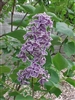 COMMON OR FRENCH LILAC-Syringa vulgaris-SINGLE FRAGRANT PURPLE WHITE-EDGED BLOOMS Zone 3