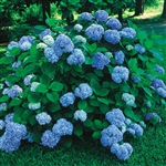NIKKO BLUE HYDRANGEA--'Macrophylla' BLUE TO PINKISH-RED FLOWERS ZONE 5