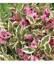 VARIEGATED PINK WEIGELIA-caprifoliaceae deciduous shrub pink blossoms Z 5