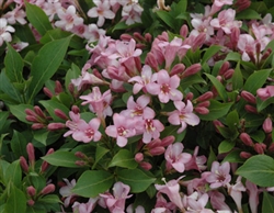 PINK WEIGELA-Weigela florida Deciduous Dark Purple foliage with pink blooms Zone 4