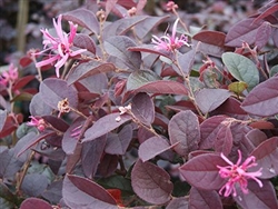 LOROPETALUM ZHU ZHOU-Reddish Pink blooms Flowering Shrub Zone 7