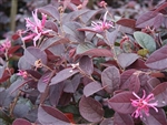 LOROPETALUM CHERISE CHARM  DARK PLUM 3-4' WH PINK FLOWERS  ZONE 7