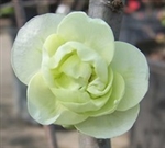 FLOWERING QUINCE O' YASHIMA-- WHITE FLOWERING QUINCE FRUITING Zone 5a