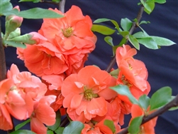 FLOWERING QUINCE CHOJURKU-Chaenomeles â€˜Chojurkuâ€™ Deciduous Shrub Zone: 5