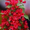 Red Prince Weigela-Weigela florida 'Red Prince' Flowering Deciduous Shrub Zone 4