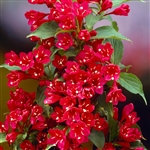 Red Prince Weigela-Weigela florida 'Red Prince' Flowering Deciduous Shrub Zone 4