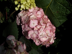 HYDRANGEA PREZIOSA-Hydrangea Macrophylla Preziosa Zone 6