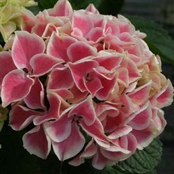 Edgy Hearts Hydrangea macrophylla DARK PINKISH-RED FLOWERS ACCENTED BY WHITE MARGINS Z 5b