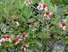 PINEAPPLE GUAVA-Feijoa sellowiana Blooming Fruiting Shrub Z 8-10