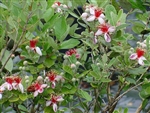 PINEAPPLE GUAVA-Feijoa sellowiana Blooming Fruiting Shrub Z 8-10