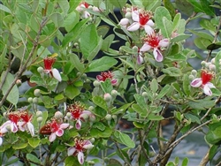 PINEAPPLE GUAVA-Feijoa sellowiana Blooming Fruiting Shrub Z 8-10