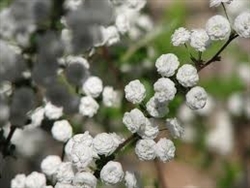 SPIREA 'Reeves'  BRIDAL'S WREATH SPRING WHITE BLOOMING HARDY SHRUB Z=3-9