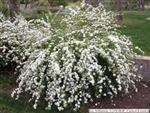 SPIREA "Vanhouette"  BRIDAL'S WREATH SPRING WHITE BLOOMING HARDY SHRUB Z=3-9