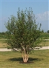 RIVER BIRCH-Betula nigra  Zone 4