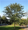 LACEBARK ELM- Ulmus parvifolia  to 40-50 Feet  Zone 5