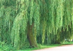 WILLOW WEEPING WILLOW-Salix babylonica-Green Foliage  Zone 5