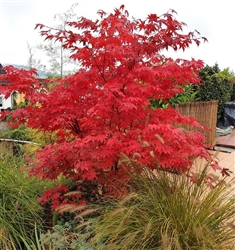 RED-LEAF JAPANESE MAPLE-ACER PALMATUM ATROPURPUREUM  Zone 5-8