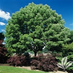 ARIZONA ASH-Fraxinus velutina Zone 6