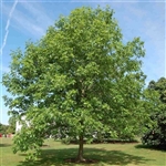 Green Ash   Fraxinus pennsylvanica    ZONE 3