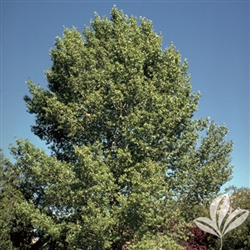COTTONLESS COTTONWOOD-Populus deltoides Zone 4