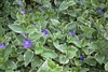 Variegated Big Leaf Periwinkle-Vinca major 'Variegata' Vining Ground Cover Zone: 6