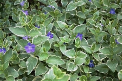 Variegated Big Leaf Periwinkle-Vinca major 'Variegata' Vining Ground Cover Zone: 6