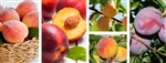 RED HAVEN PEACH-Prunus persica USDA Zones 5 Chill: 800 hrs