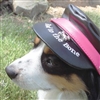 Black Biker Dog Hat available at SaltyPaws.com