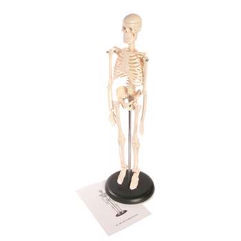 Skeleton Model 17In By American Educational