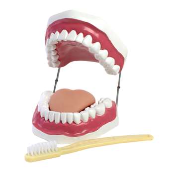 Oral Hygiene Model By American Educational