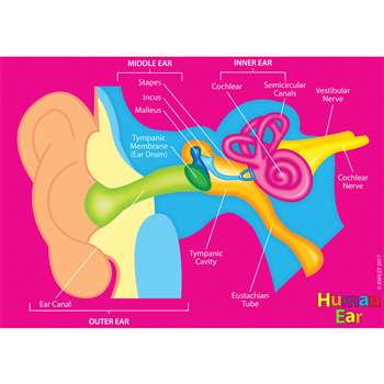 Human Body Foam Manipulatives Ear, ASH40025