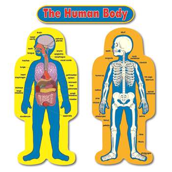 Child-Size Human Body 2 Figures 50" Tall Bulletin Board Set By Carson Dellosa