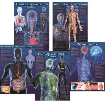 Human Body Facts Bulletin Board Set By Carson Dellosa