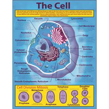 The Cell Chartlet By Carson Dellosa