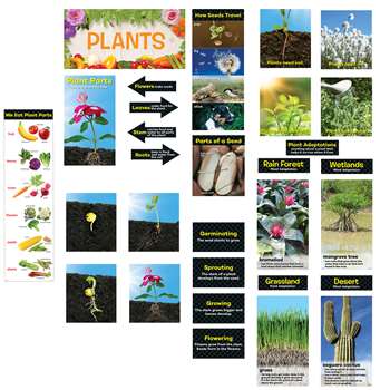 Plants Mini Bulletin Board St Gr K-2, CTP6988