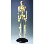 17 Human Skeleton Model, EI-5403